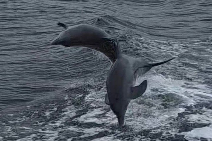 Frisky Meerjungfrau Delfin + Sightseeing Kreuzfahrt in Pensacola Beach