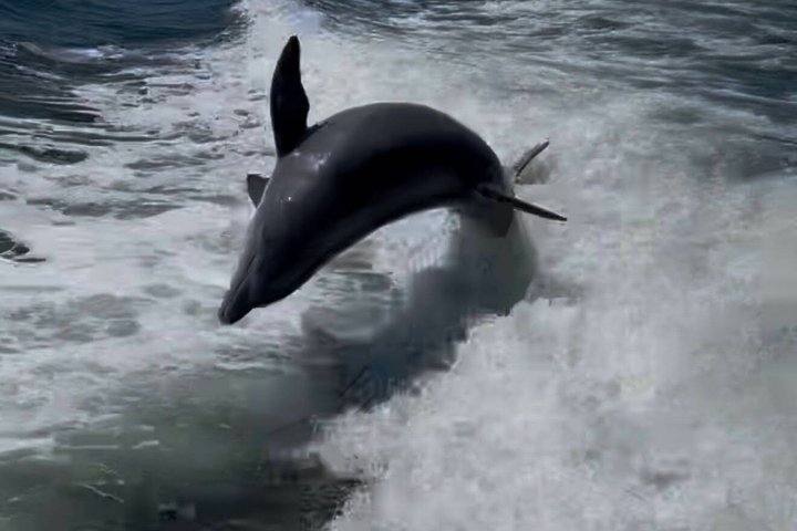 Frisky Meerjungfrau Delfin + Sightseeing Kreuzfahrt in Pensacola Beach