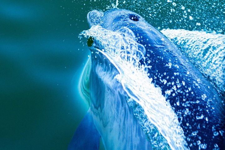 Frisky Meerjungfrau Delfin + Sightseeing Kreuzfahrt in Pensacola Beach