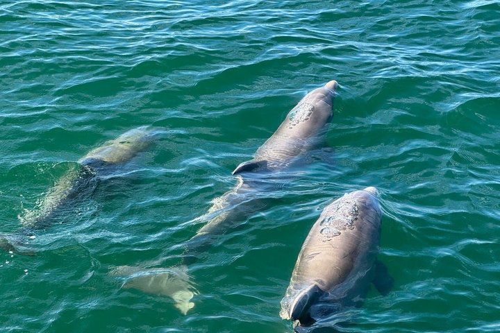 Frisky Meerjungfrau Delfin + Sightseeing Kreuzfahrt in Pensacola Beach