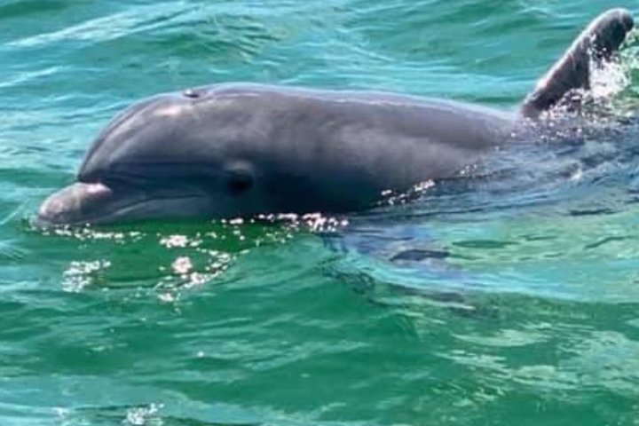 Frisky Meerjungfrau Delfin + Sightseeing Kreuzfahrt in Pensacola Beach