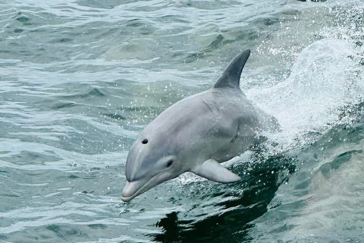 Frisky Meerjungfrau Delfin + Sightseeing Kreuzfahrt in Pensacola Beach