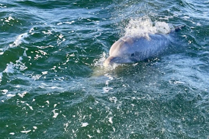 Frisky Meerjungfrau Delfin + Sightseeing Kreuzfahrt in Pensacola Beach