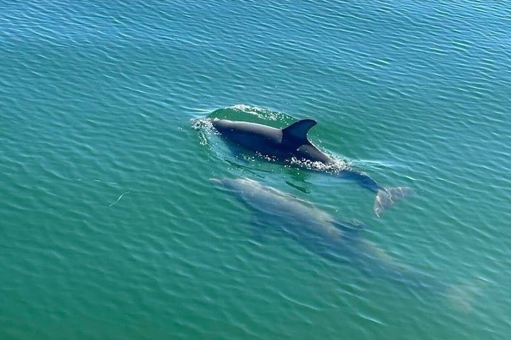 Frisky Meerjungfrau Delfin + Sightseeing Kreuzfahrt in Pensacola Beach