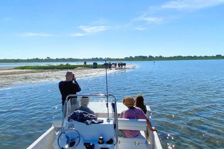 1 hora de festa privada Assateague Island Pony Cruise em Ocean City