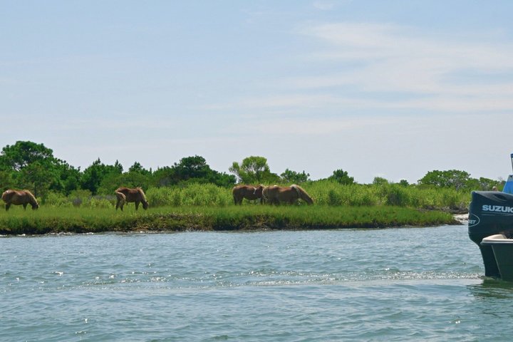 1 hora de festa privada Assateague Island Pony Cruise em Ocean City