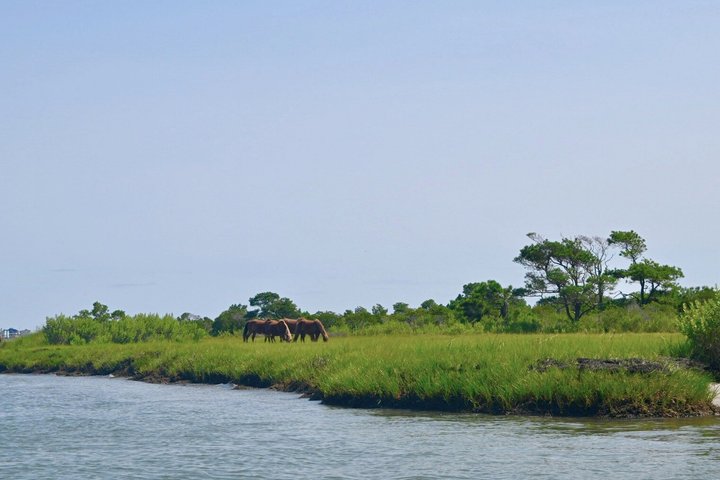 1 hora de festa privada Assateague Island Pony Cruise em Ocean City
