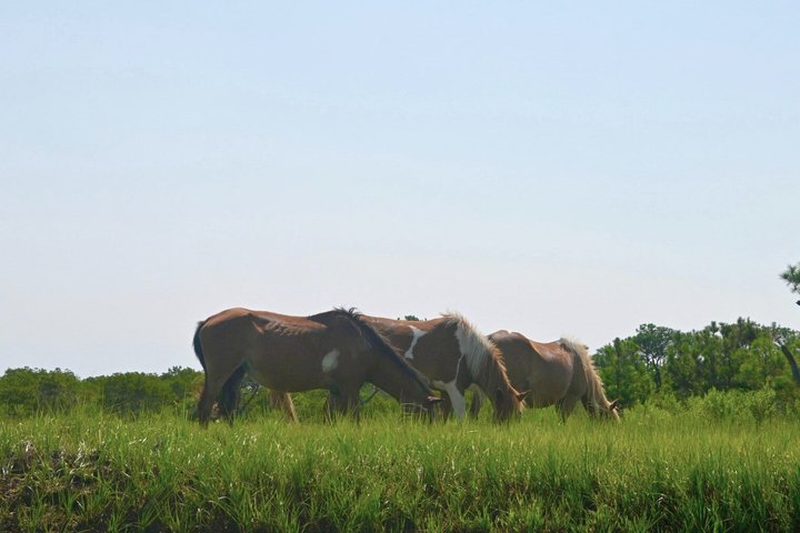1 hora de festa privada Assateague Island Pony Cruise em Ocean City