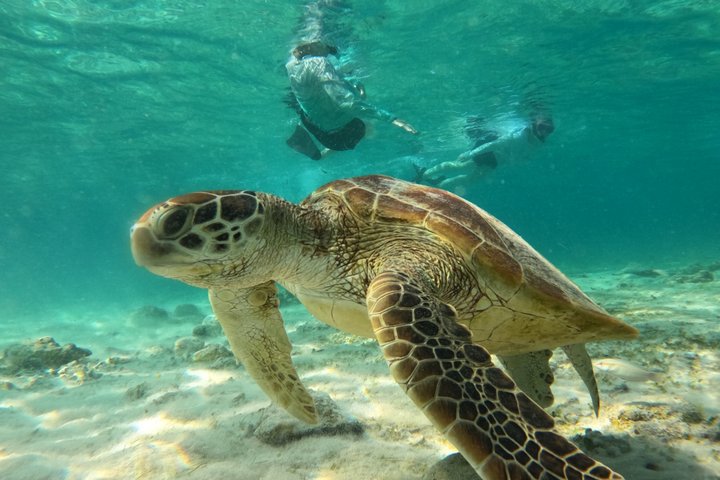 Tour privado de buceo Gili : Tortugas, Arrecifes + GoPro & Drone