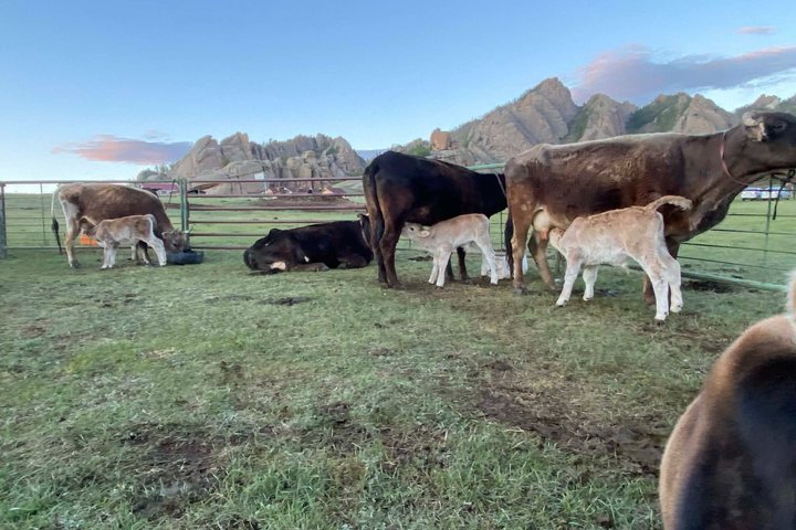 2 Day Terelj Park and Mongolian Nomadic Family Experience