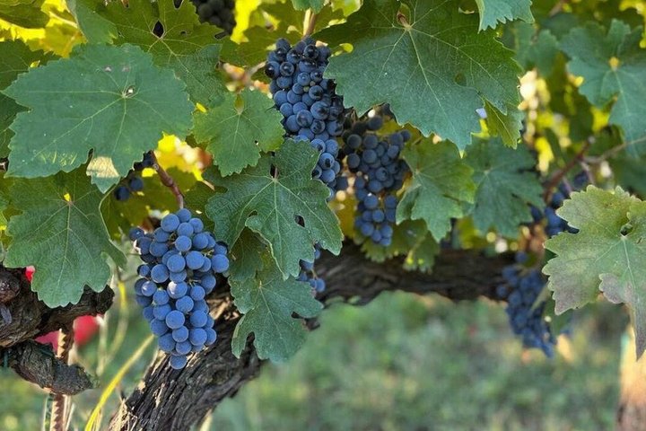 Upptäck italienska viner på Tenuta La Viola
