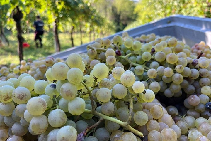Upptäck italienska viner på Tenuta La Viola
