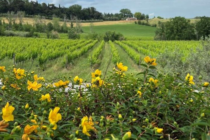 Ontdek Italiaanse wijnen bij Tenuta La Viola met 6 wijnproeverijen