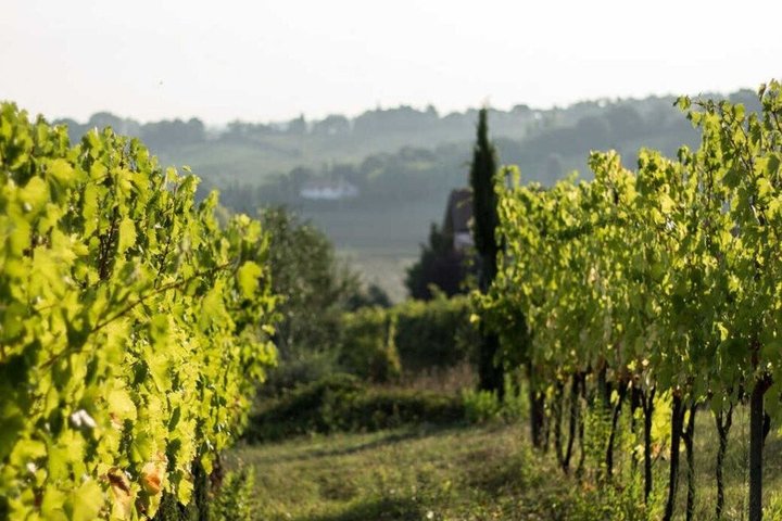 Ontdek Italiaanse wijnen bij Tenuta La Viola met 6 wijnproeverijen