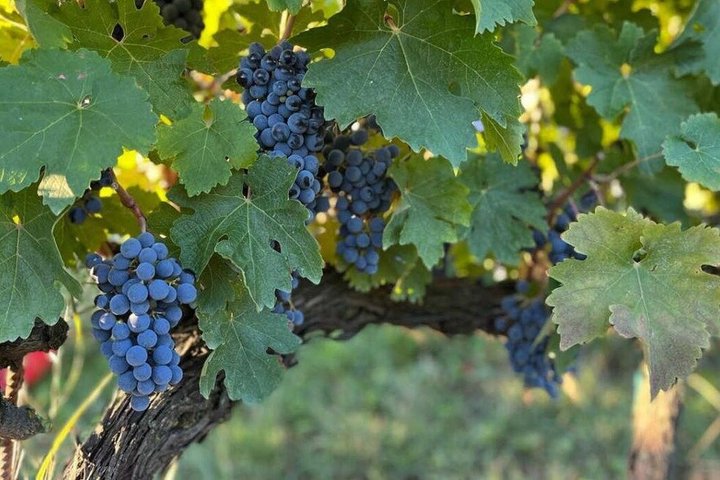 Ontdek Italiaanse wijnen bij Tenuta La Viola met 6 wijnproeverijen