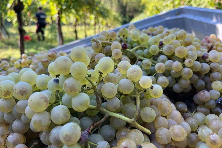 Ontdek Italiaanse wijnen bij Tenuta La Viola met 6 wijnproeverijen
