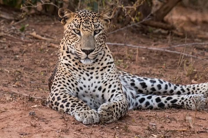 Journée complète / demi-journée WildlifeAdventure à Yala-National-Park
