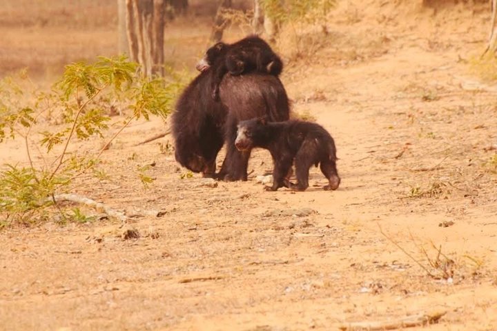 Journée complète / demi-journée WildlifeAdventure à Yala-National-Park
