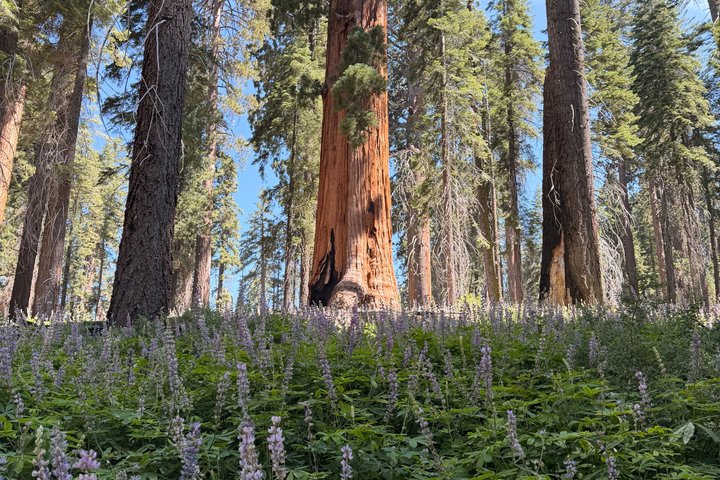 Transformativ Sequoia dagvandring