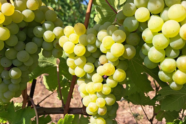 Visite de vignobles et dégustation au plus vieux domaine viticole du Marche