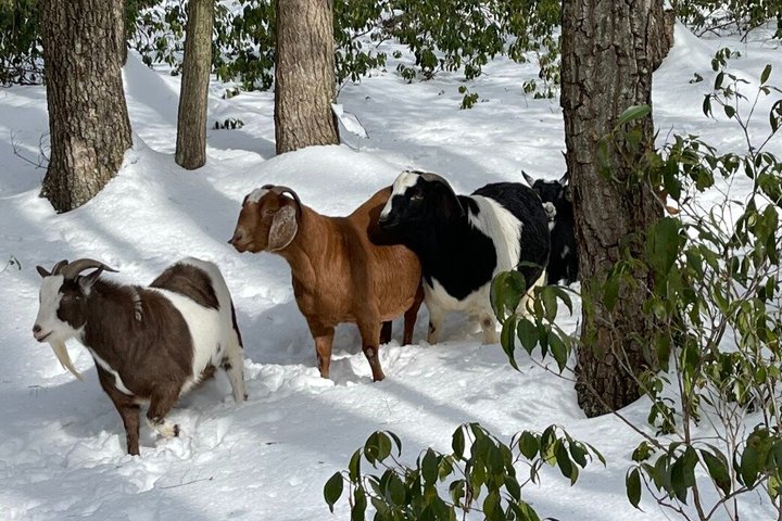 Caminata de aventura con el rebaño de cabras en Frederick Farm Sanctuary