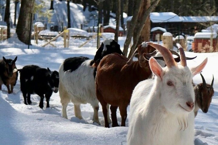 Caminata de aventura con el rebaño de cabras en Frederick Farm Sanctuary