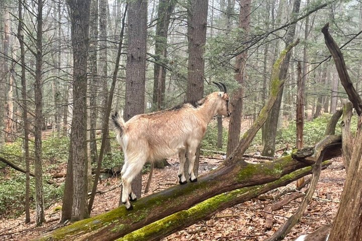 Caminata de aventura con el rebaño de cabras en Frederick Farm Sanctuary