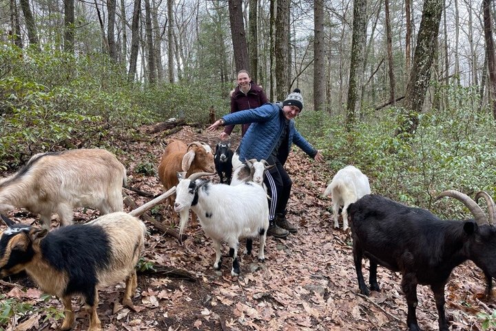 Caminata de aventura con el rebaño de cabras en Frederick Farm Sanctuary