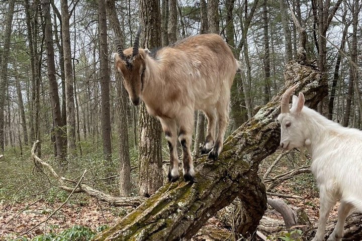 Caminata de aventura con el rebaño de cabras en Frederick Farm Sanctuary