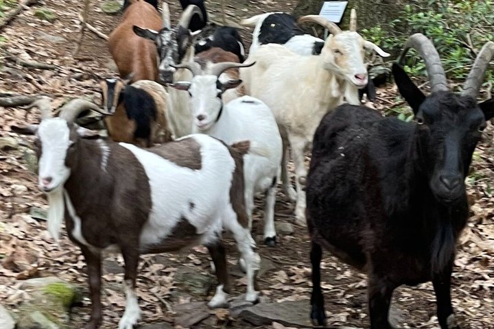 Caminata de aventura con el rebaño de cabras en Frederick Farm Sanctuary