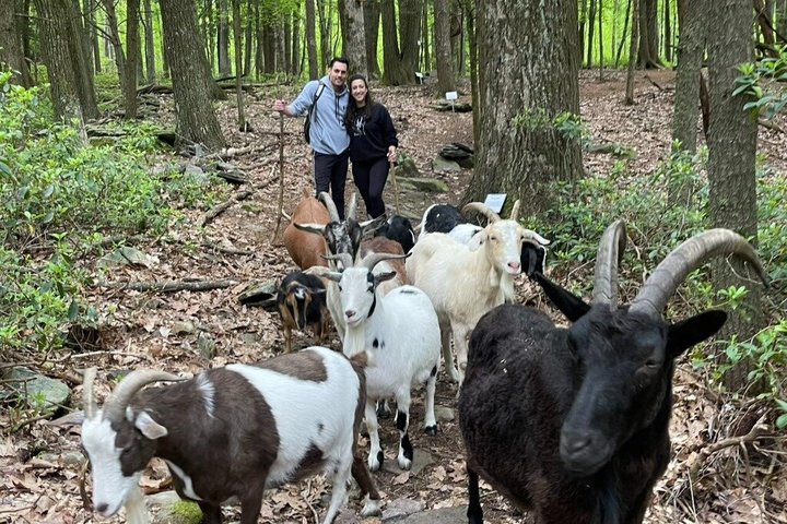 Caminata de aventura con el rebaño de cabras en Frederick Farm Sanctuary