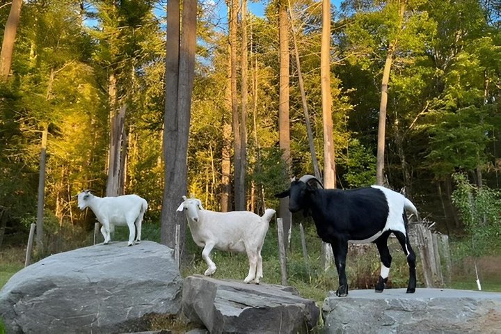 Caminata de aventura con el rebaño de cabras en Frederick Farm Sanctuary