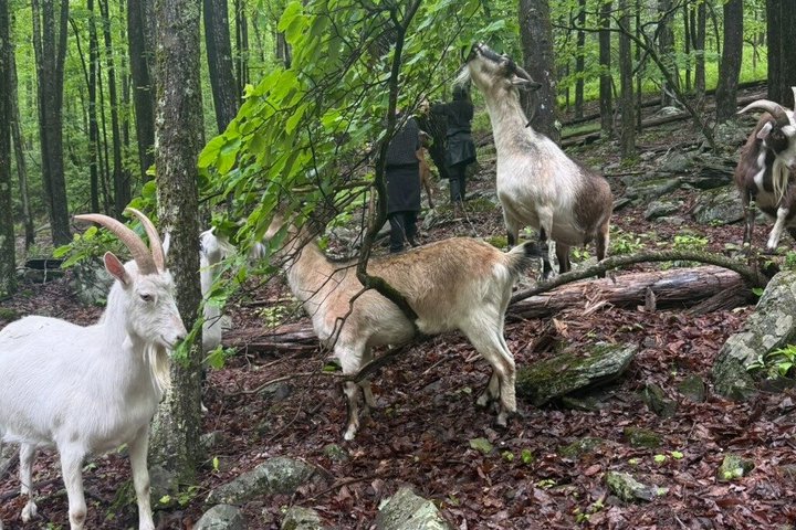 Caminata de aventura con el rebaño de cabras en Frederick Farm Sanctuary