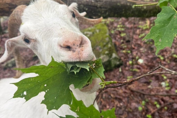 Caminata de aventura con el rebaño de cabras en Frederick Farm Sanctuary
