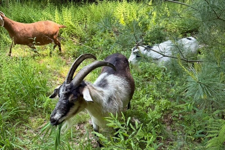 Caminata de aventura con el rebaño de cabras en Frederick Farm Sanctuary