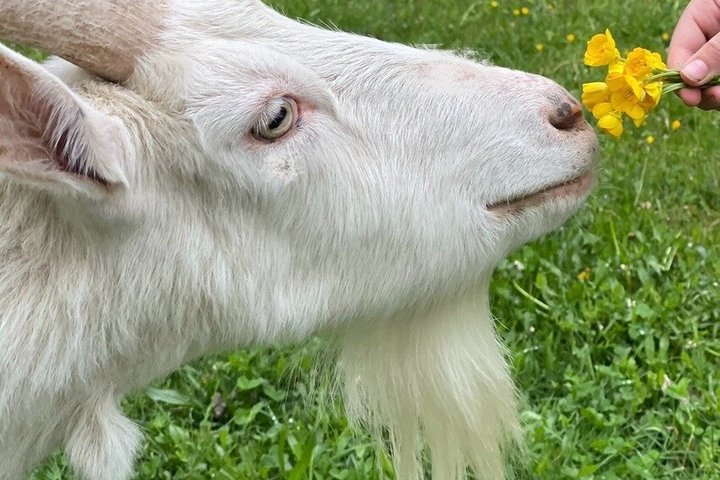 Caminata de aventura con el rebaño de cabras en Frederick Farm Sanctuary