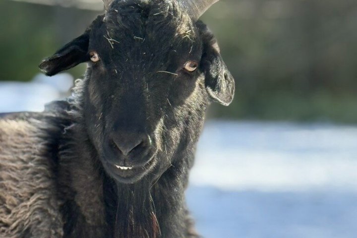 Caminata de aventura con el rebaño de cabras en Frederick Farm Sanctuary