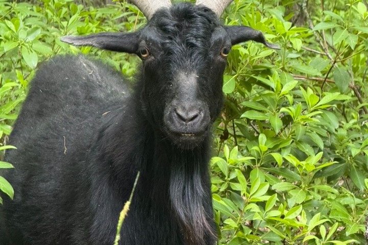 Caminata de aventura con el rebaño de cabras en Frederick Farm Sanctuary