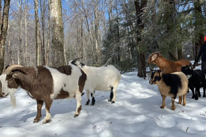 Caminata de aventura con el rebaño de cabras en Frederick Farm Sanctuary