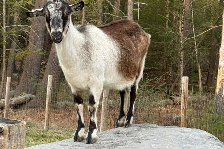 Caminata de aventura con el rebaño de cabras en Frederick Farm Sanctuary