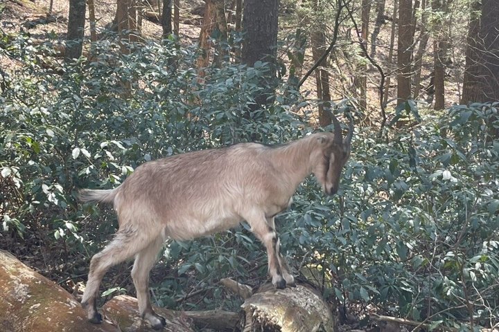 Caminata de aventura con el rebaño de cabras en Frederick Farm Sanctuary