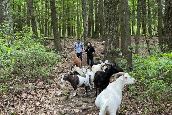 Caminata de aventura con el rebaño de cabras en Frederick Farm Sanctuary