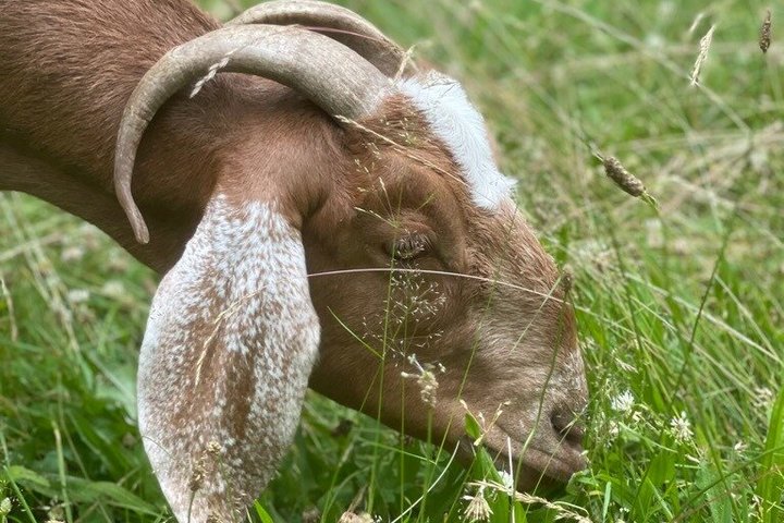 Caminata de aventura con el rebaño de cabras en Frederick Farm Sanctuary