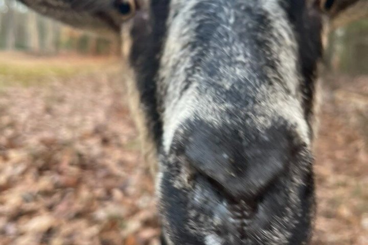 Caminata de aventura con el rebaño de cabras en Frederick Farm Sanctuary