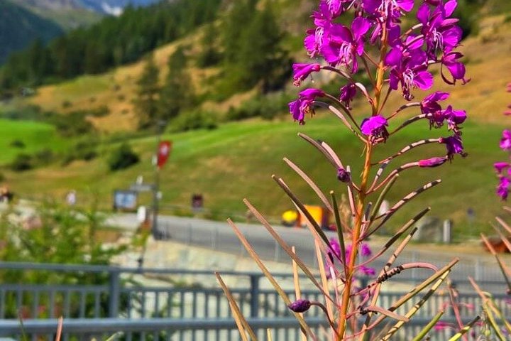 Losanna: Gita di un giorno a Zermatt e Cervino