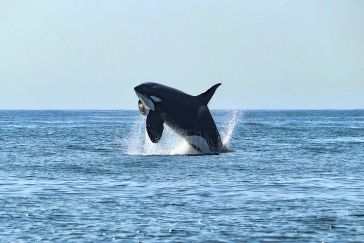 Liten grupp delfin- och djurlivsbevakningstur i Faro