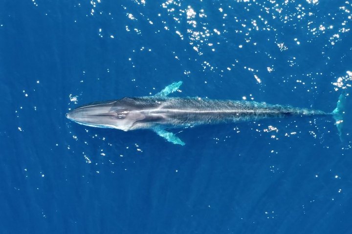 Liten grupp delfin- och djurlivsbevakningstur i Faro
