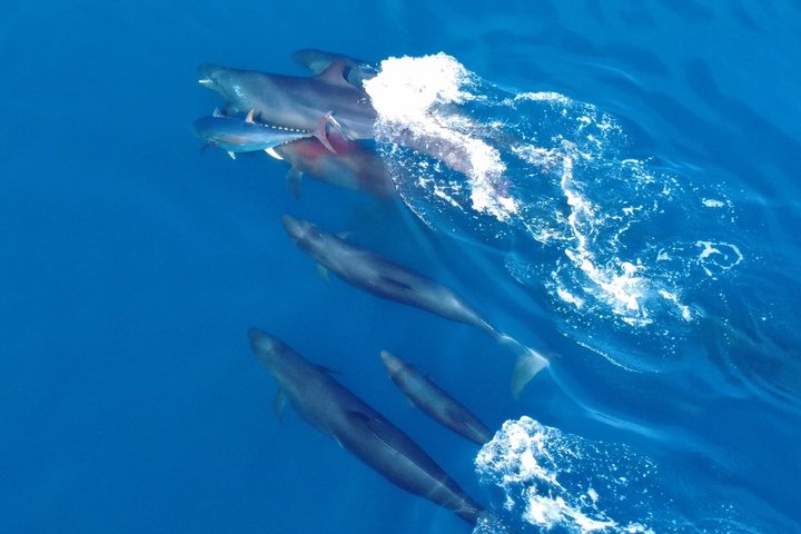 Liten grupp delfin- och djurlivsbevakningstur i Faro