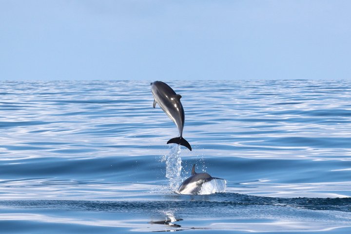 Liten grupp delfin- och djurlivsbevakningstur i Faro