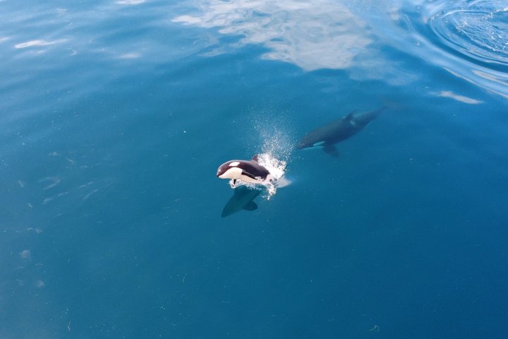 Liten grupp delfin- och djurlivsbevakningstur i Faro